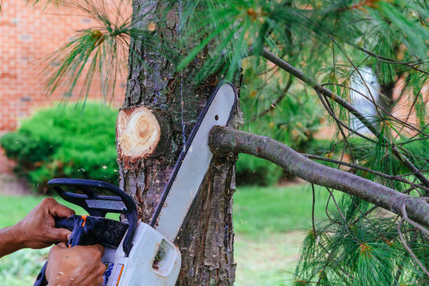 Dead Tree Removal in Cedar Bluff, VA